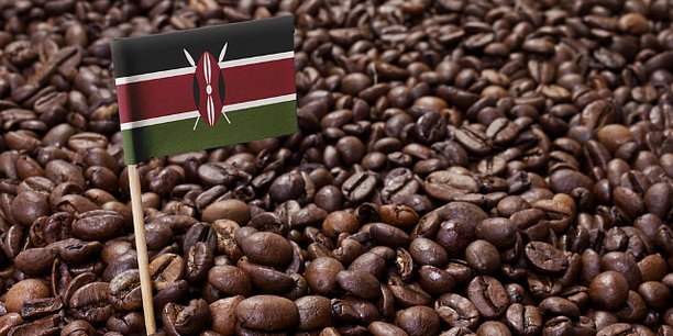 Afrique-Economie/ le Café Kényan levier du développement du&nbsp;pays!