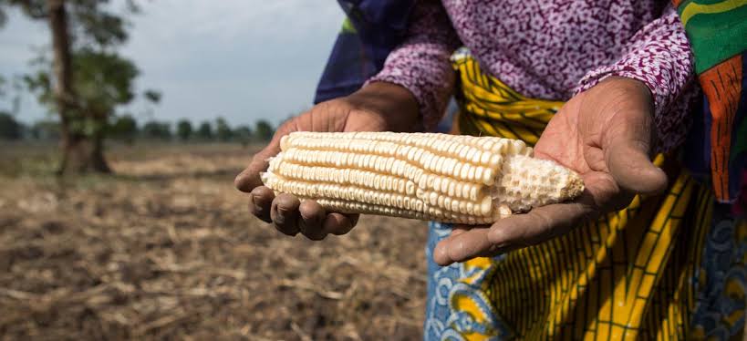 RDC/Nord-Kivu: Hausse Alarmante du Prix du Maïs à Kiwanja &laquo;&nbsp;Une Crise Alimentaire en Cours&nbsp;&raquo;