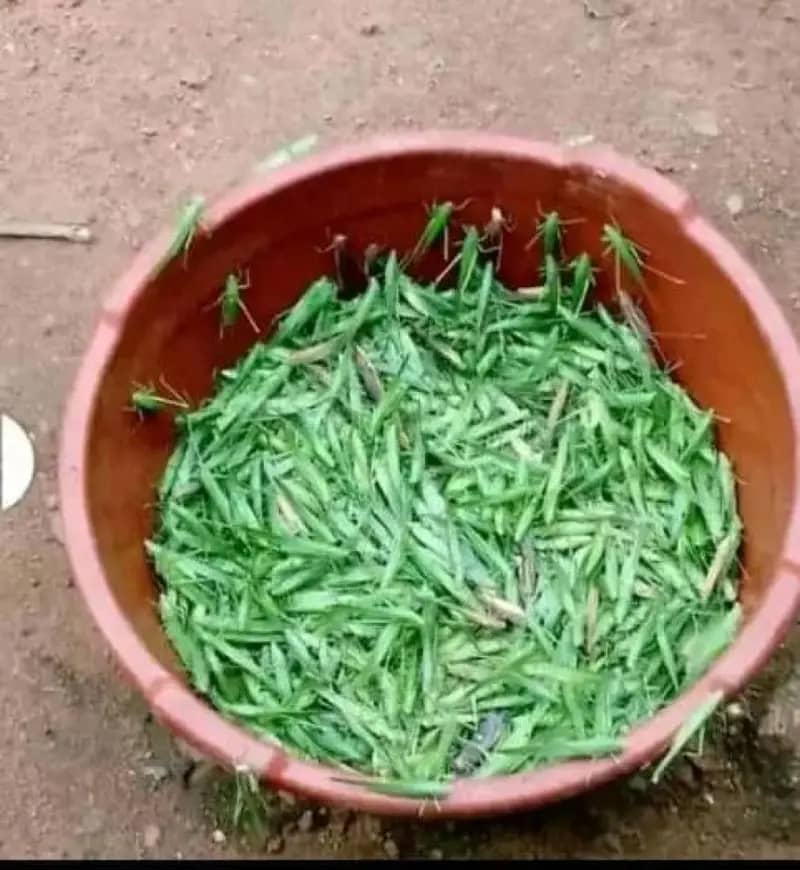 RDC/ Incinération de Sauterelles au Nord-Kivu : Une Mesure de Prévention&nbsp;Sanitaire