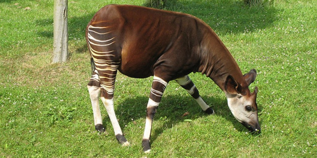RDC—Ituri/Mambasa: un okapi de retour en captivité à la Réserve de Faune à&nbsp;Okapi